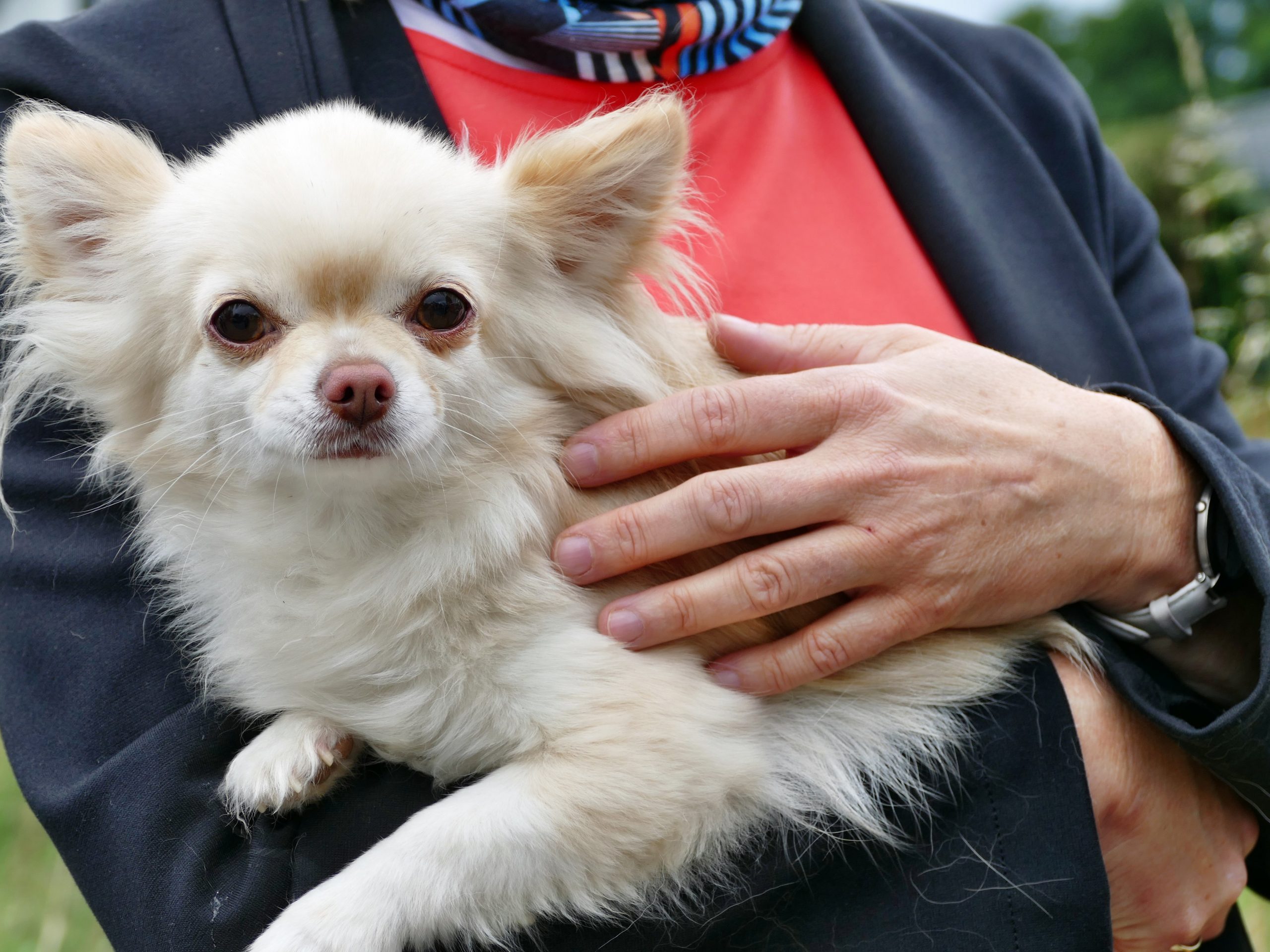 Familienhund Sammy nach der Rettung